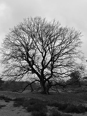 Art of Black & White